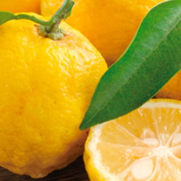 PF 香料〈100ml〉（22各種）(ゆず)